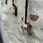 Art piece including cotton and leaves on a cloth background