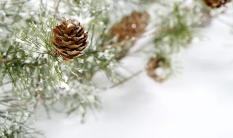 Pinecones on a pine branch in the snow