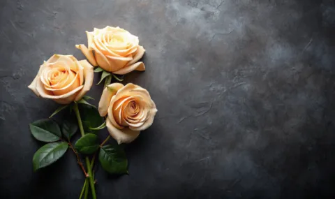 Three yellow roses on a dark gray background